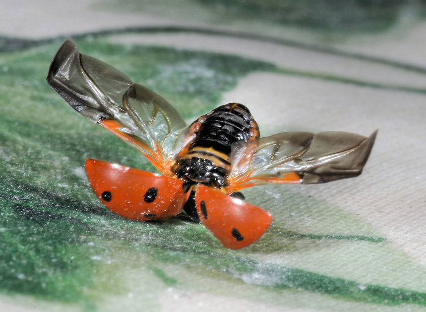Coccinella infreddolita.....